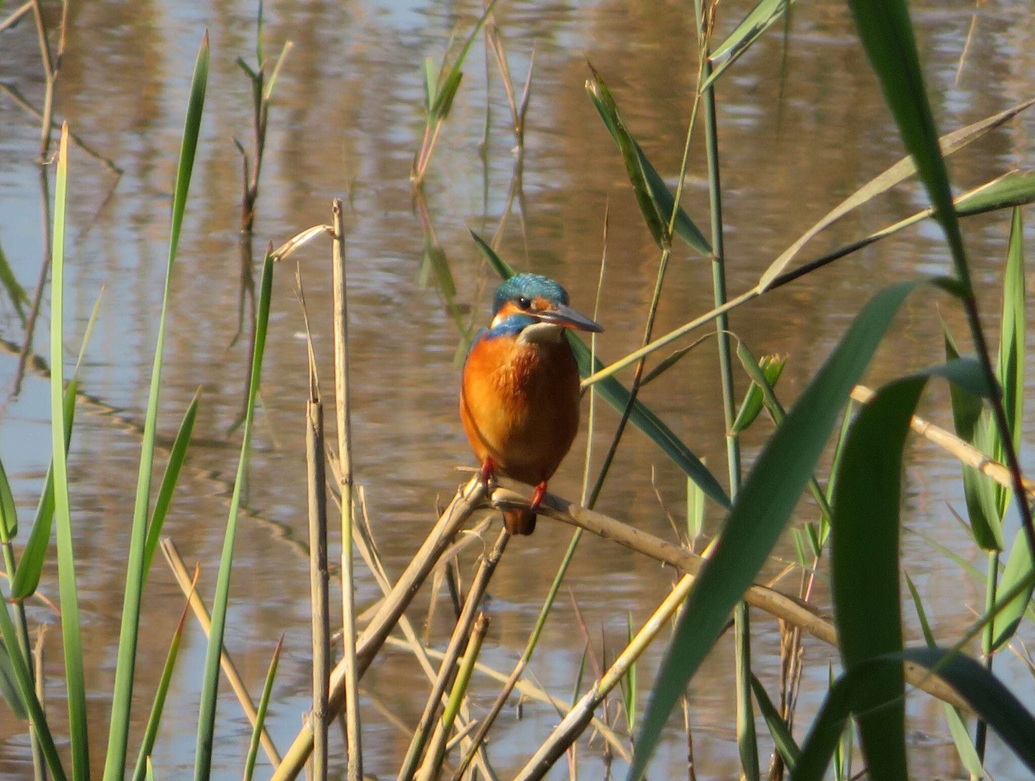 Image of Alcedo atthis bengalensis Gmelin & JF 1788