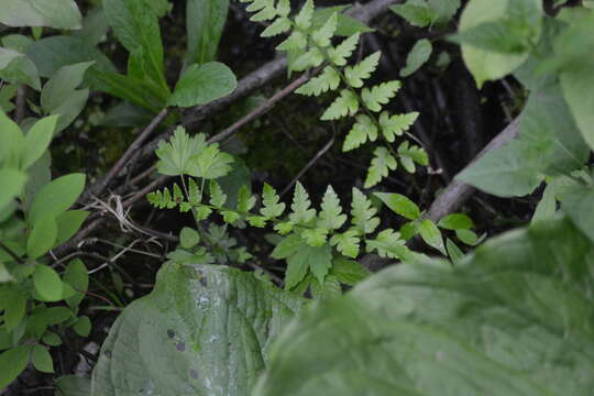 Image of Clinton's woodfern