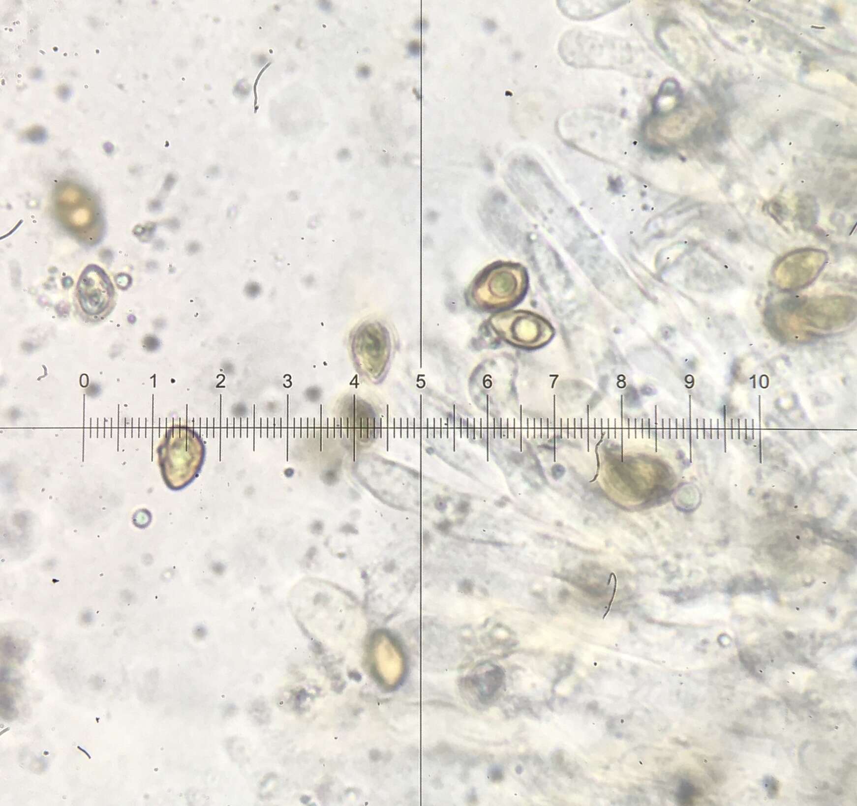 Imagem de <i>Hebeloma ischnostylum</i>