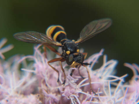 Image de Conops quadrifasciatus De Geer 1776