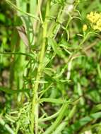 Image of Solidago nitida Torr. & A. Gray