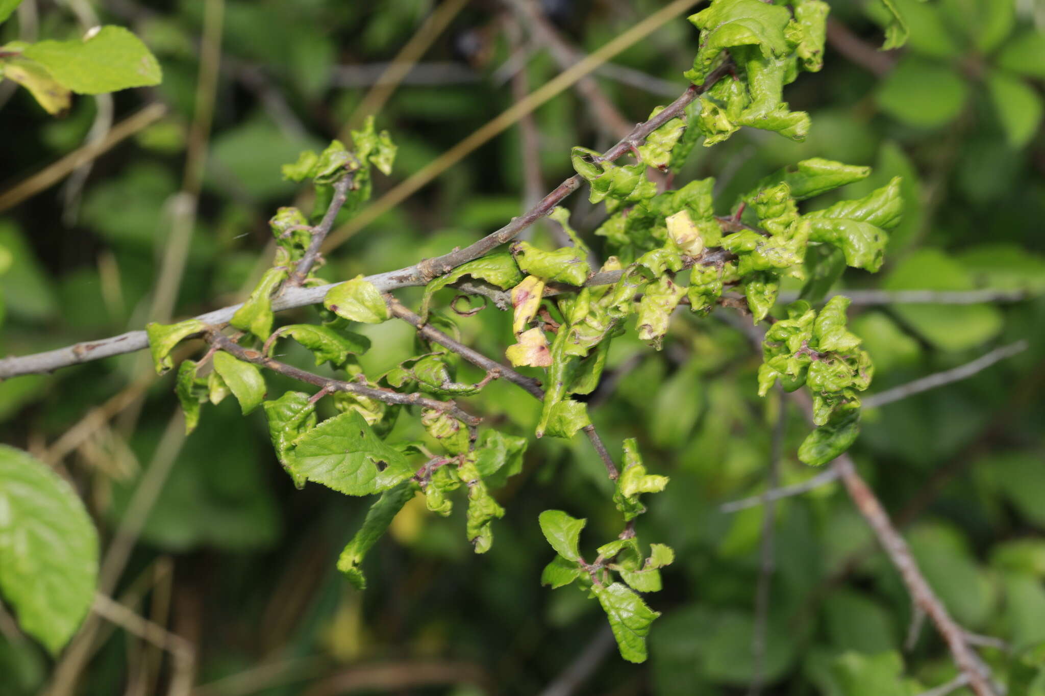 Слика од Brachycaudus (Brachycaudus) helichrysi (Kaltenbach 1843)