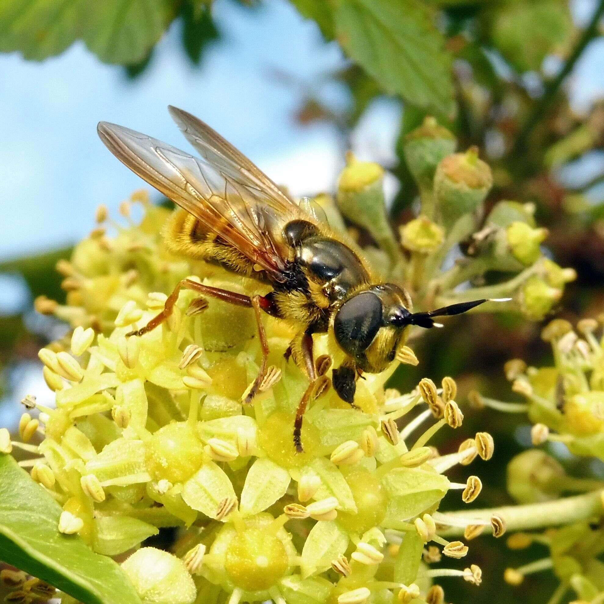 Image of Golden hoverfly