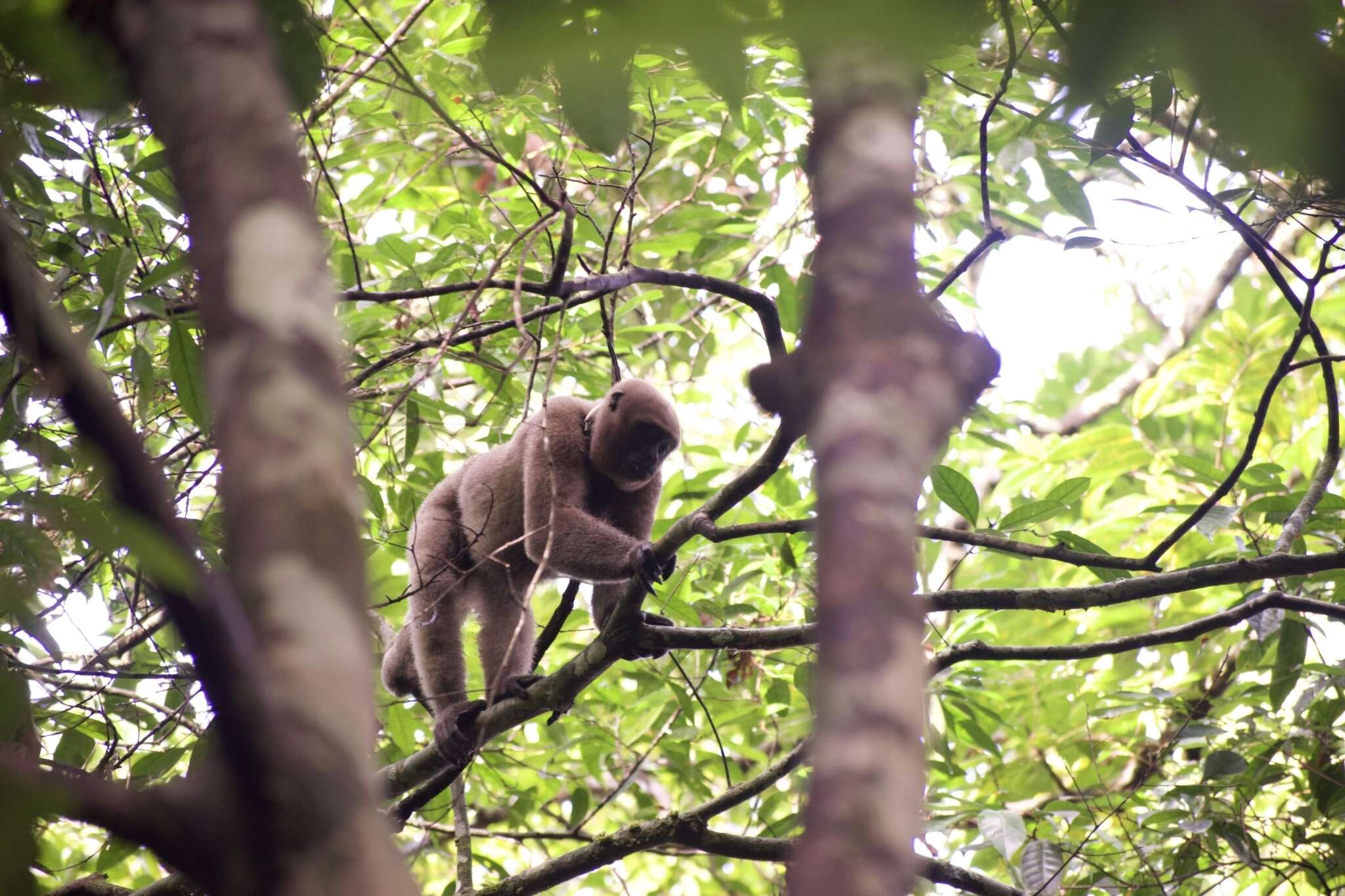 Image of Colombian Woolly Monkey