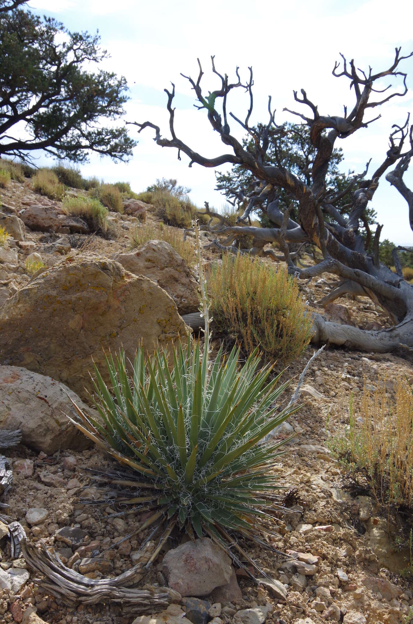 Image of Yucca harrimaniae Trel.