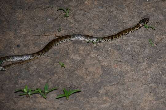 Image of De Vis Banded Snake