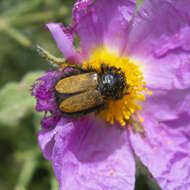 صورة Eulasia (Eulasia) bombyliformis (Pallas 1781)