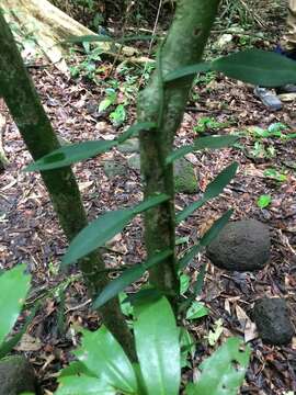 Image of Pothos scandens L.