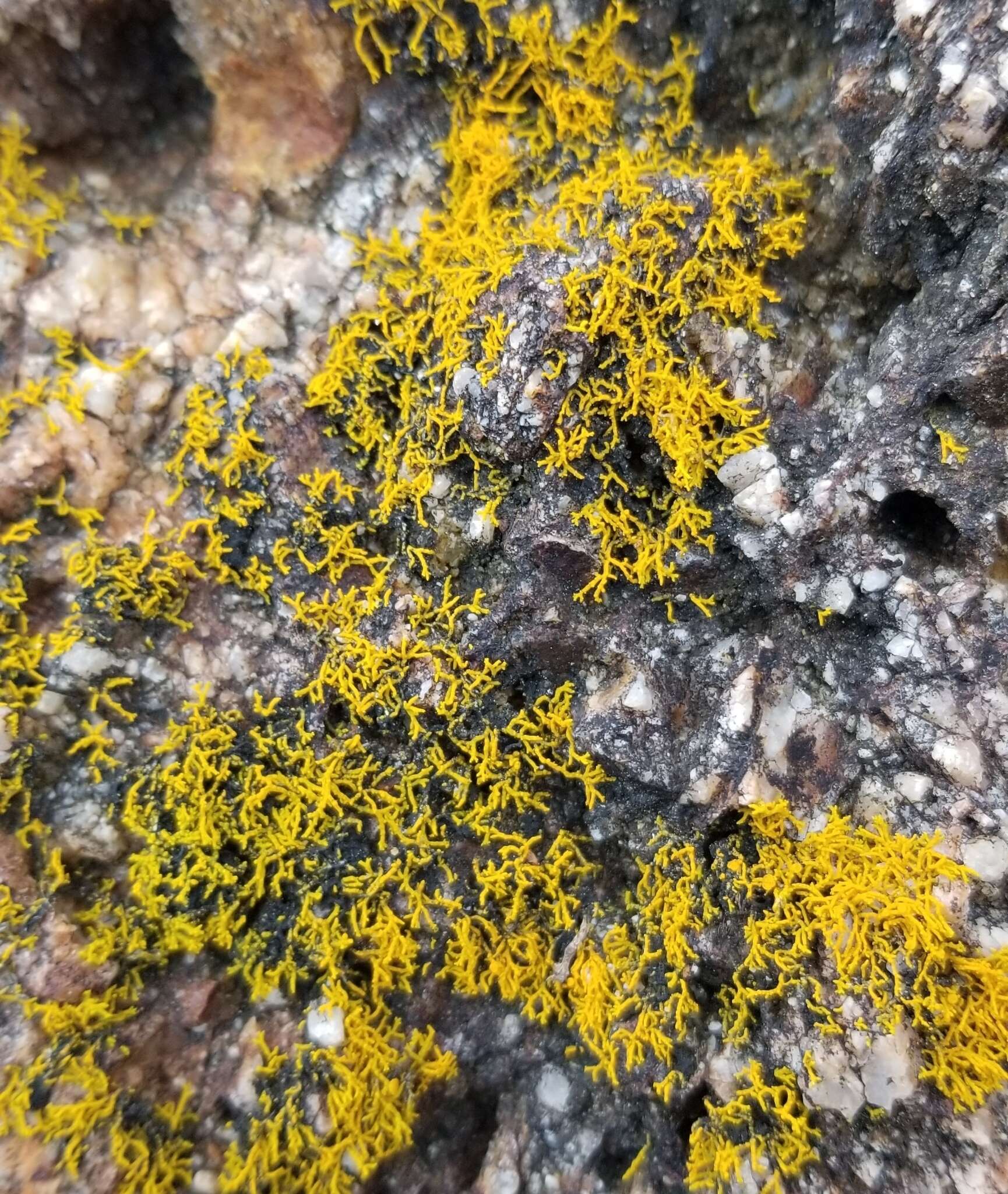 Image of coral orange lichen