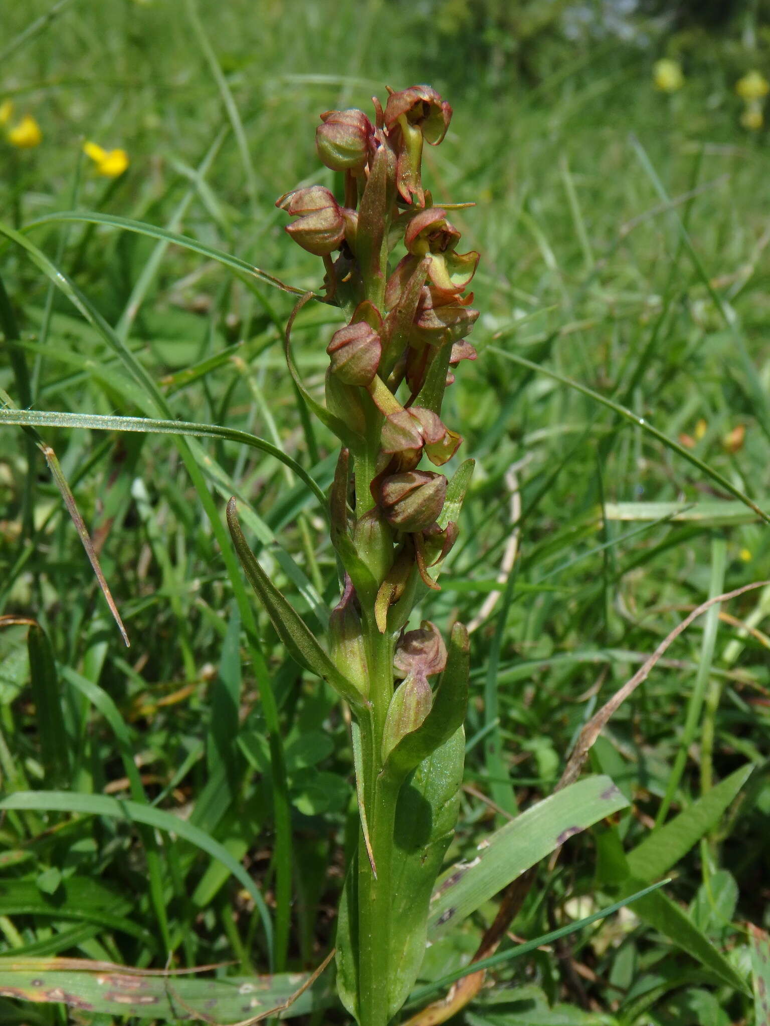 Plancia ëd Dactylorhiza viridis (L.) R. M. Bateman, Pridgeon & M. W. Chase