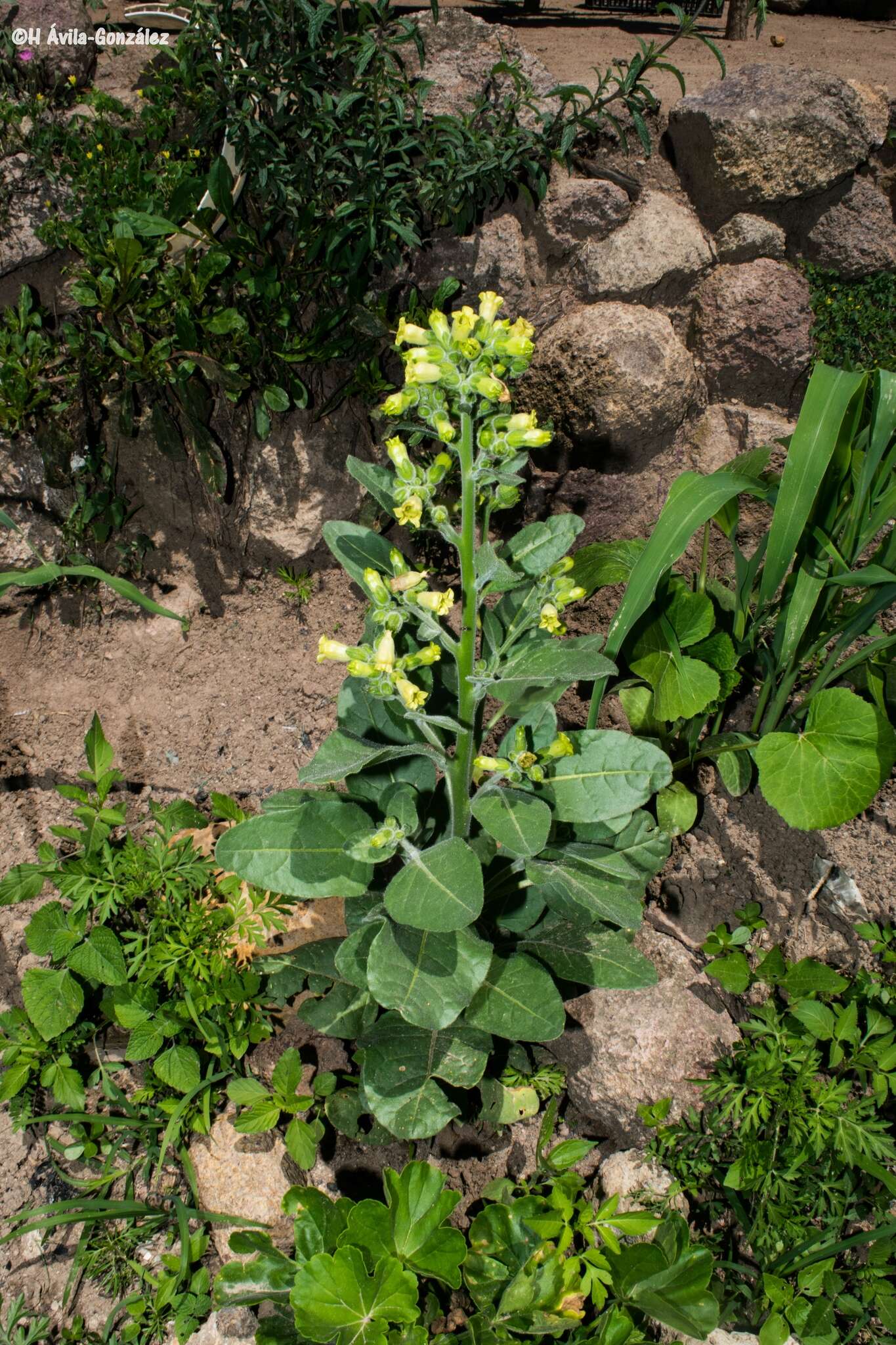 Image of Aztec tobacco