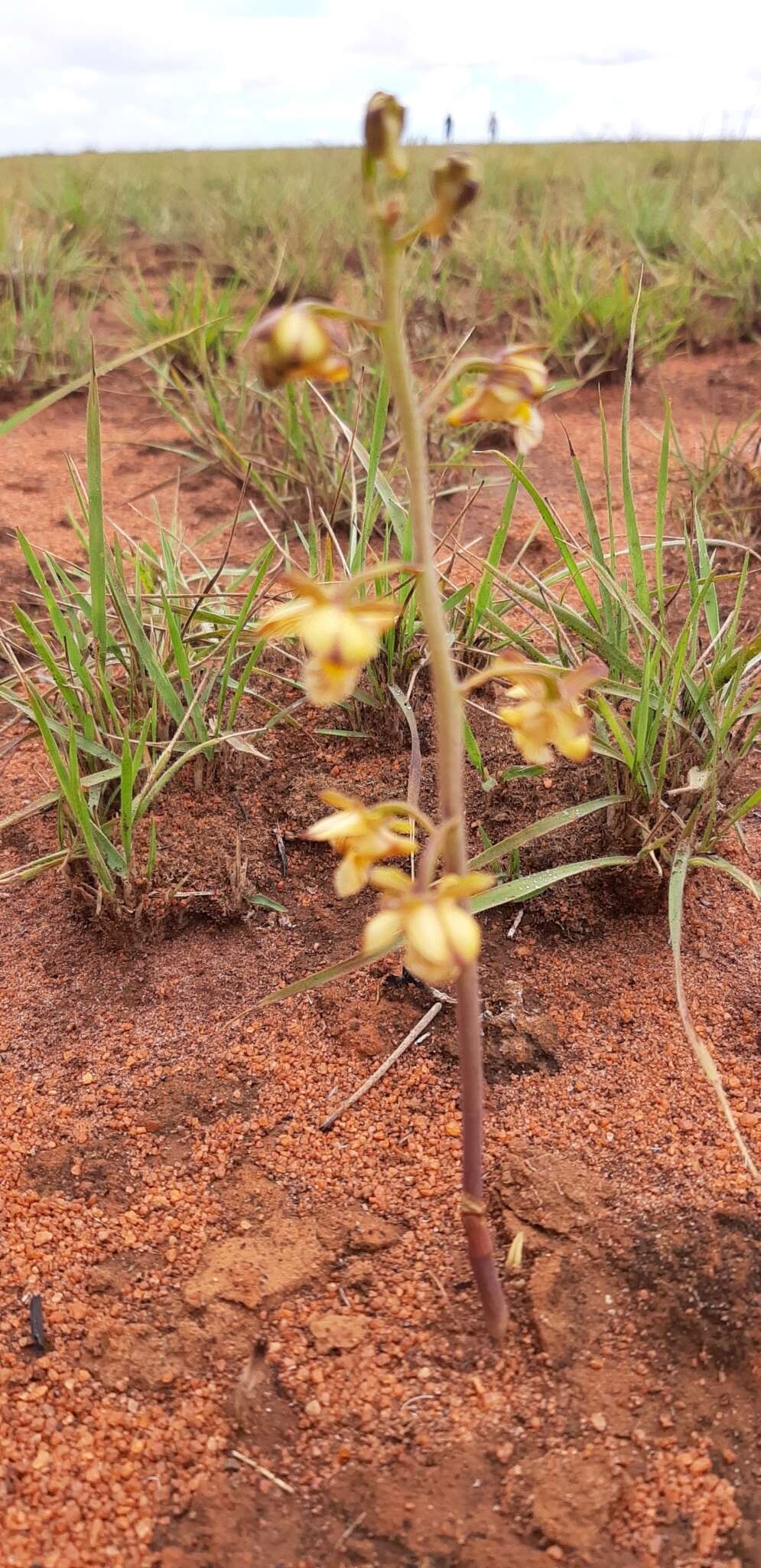 Eulophia reticulata Ridl.的圖片