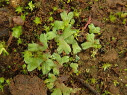 Image of Riccia crozalsii Levier