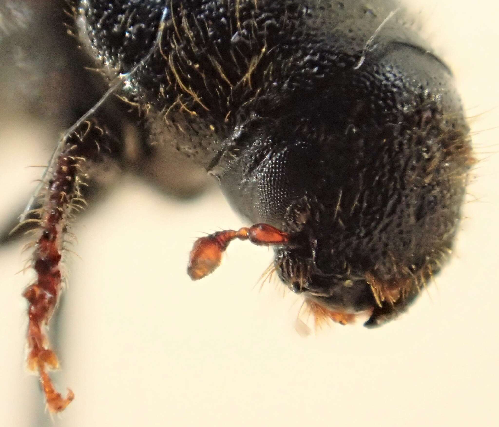 Image of Spruce Beetle