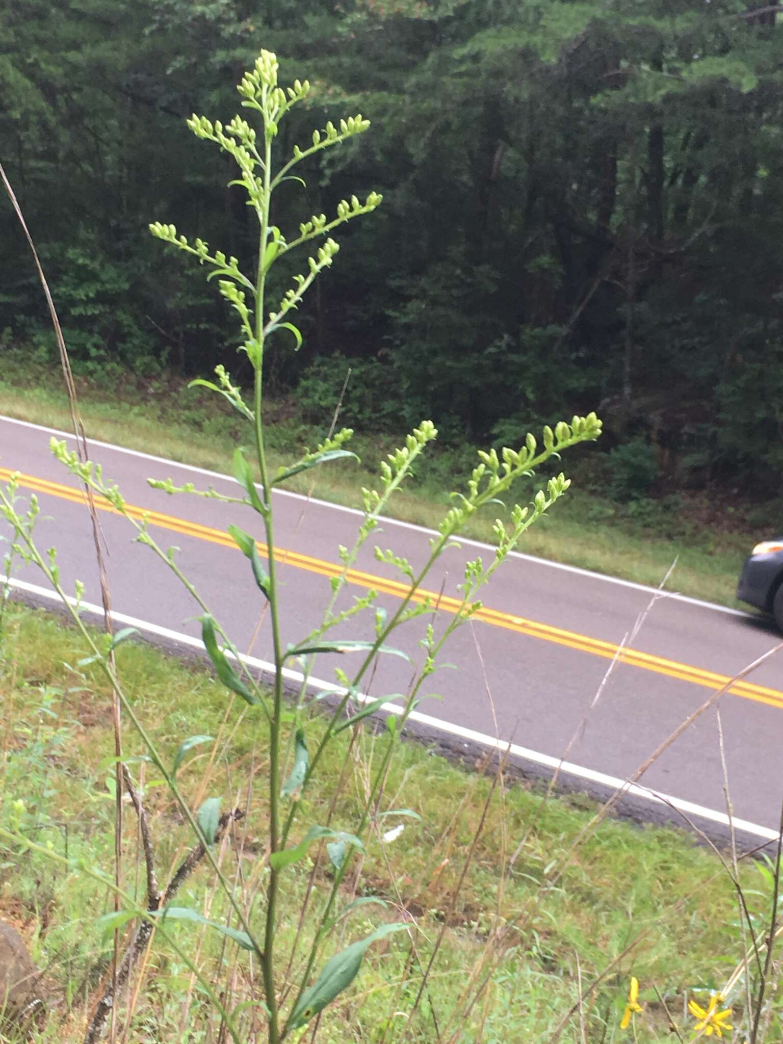 Image of Atlantic goldenrod