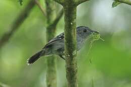 Image of Black-crowned Antshrike