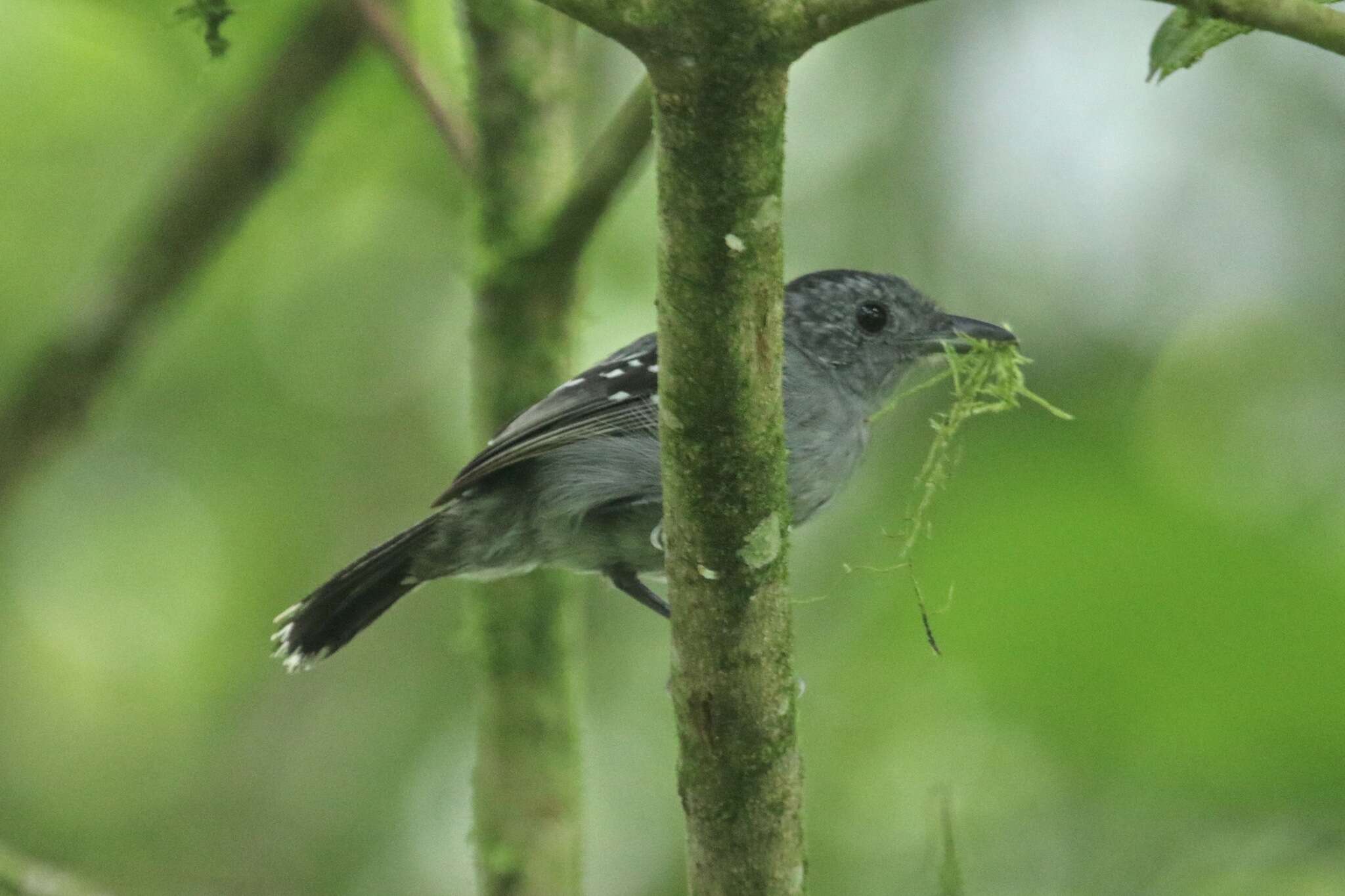 Image of Black-crowned Antshrike