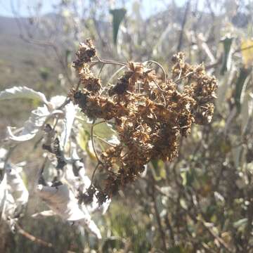 Sivun Parthenium tomentosum DC. kuva