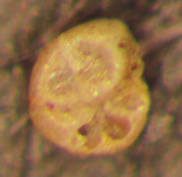 Image of Entzia macrescens (Brady 1870)