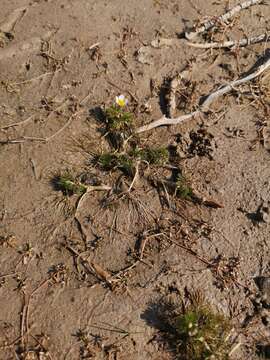 Image of Ranunculus rionii Lagger