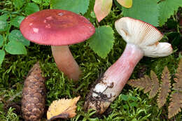 Image of Russula renidens Ruots., Sarnari & Vauras 1998