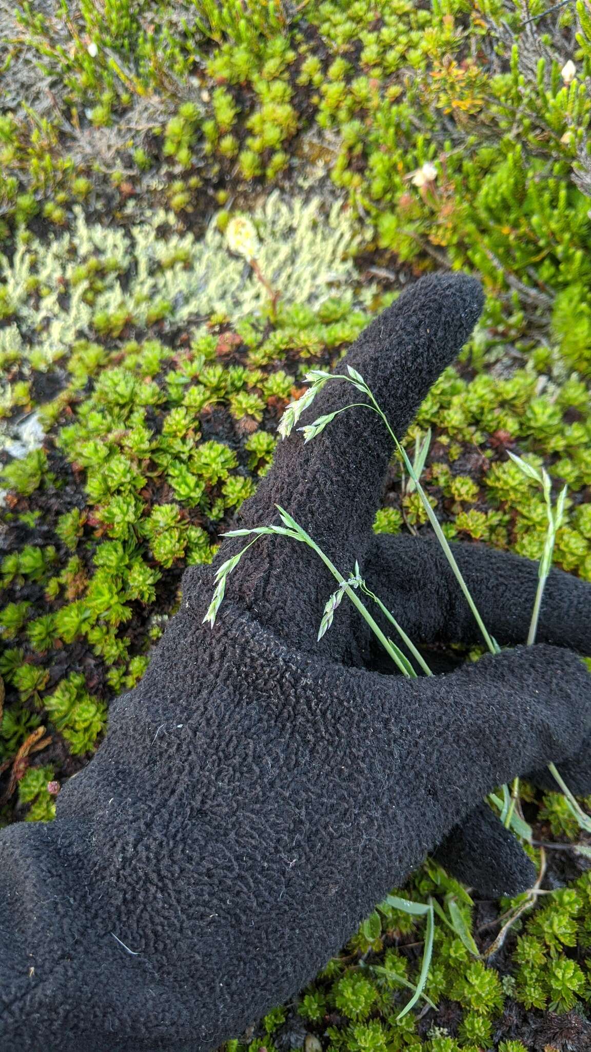 صورة Deschampsia atropurpurea (Wahlenb.) Scheele