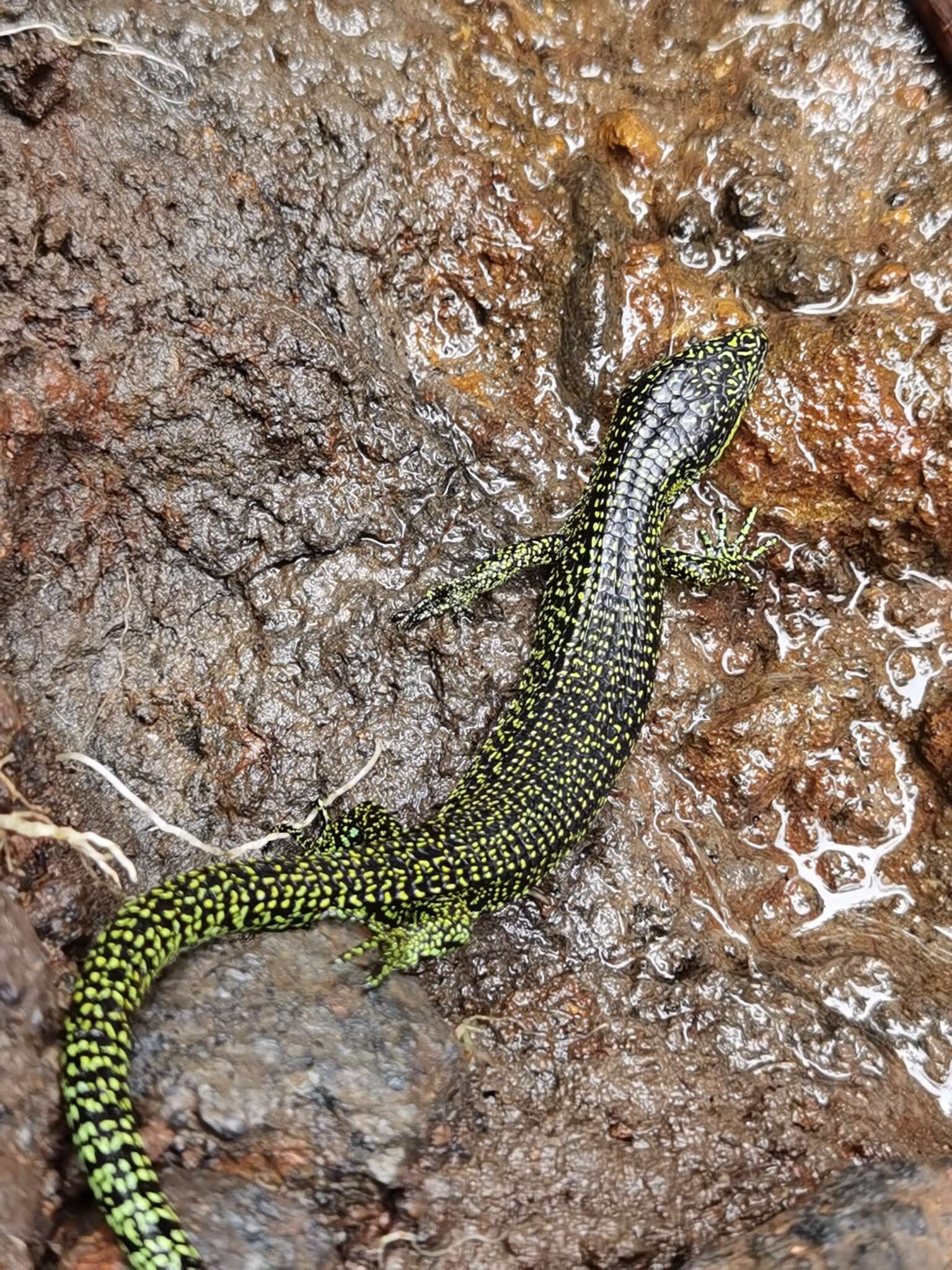 Image of Abronia monticola (Cope 1878)