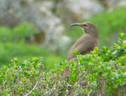 Слика од Toxostoma Wagler 1831