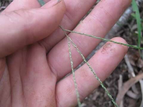 Image of Violet Crab Grass