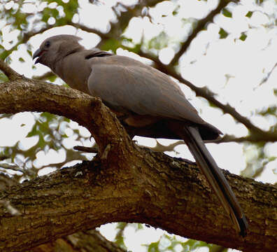 Image of Corythaixoides concolor concolor (Smith & A 1833)