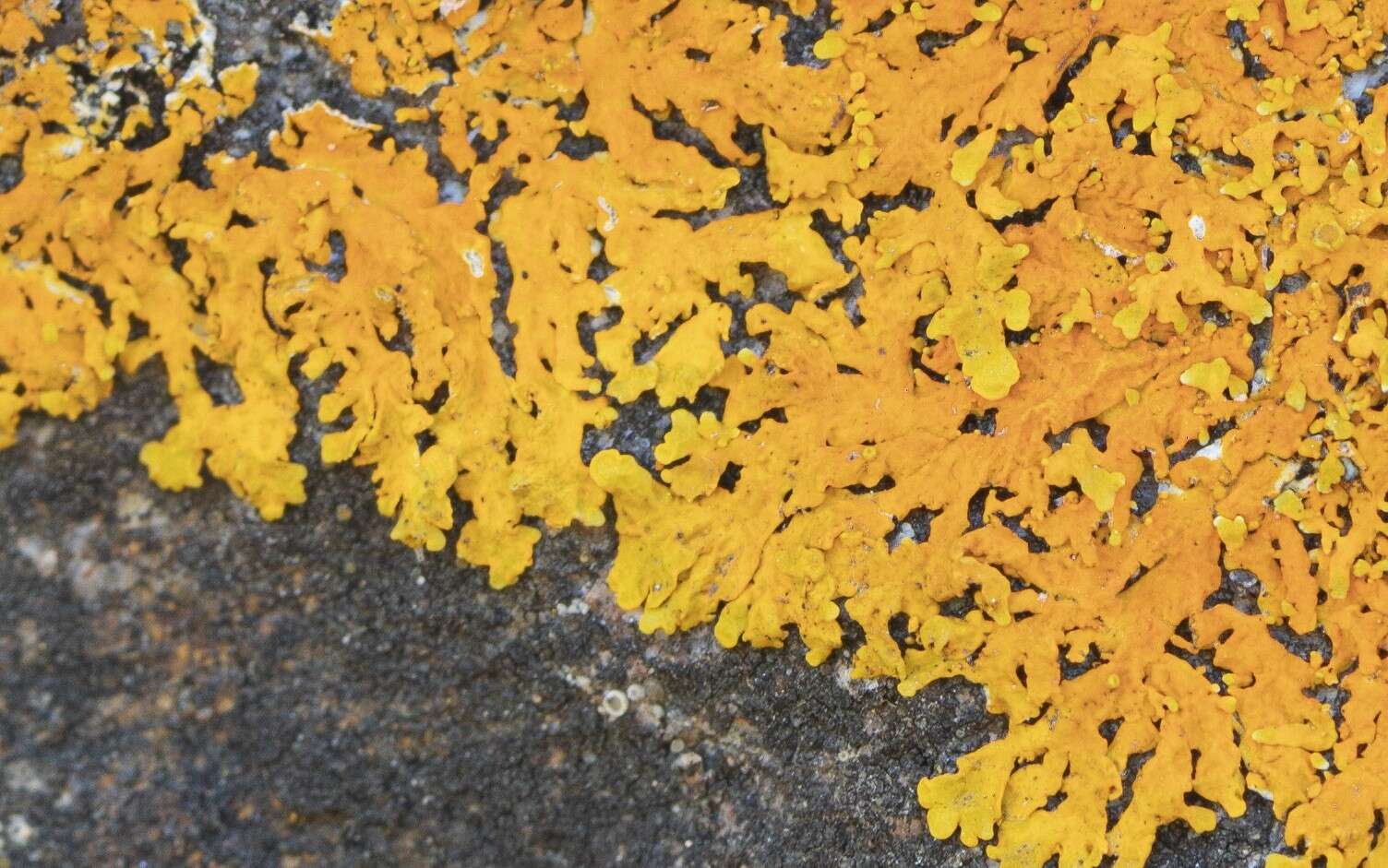 Image of Xanthoria aureola (Ach.) Erichsen