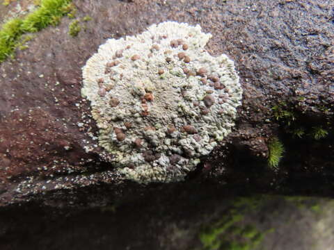 Image of bullseye lichen