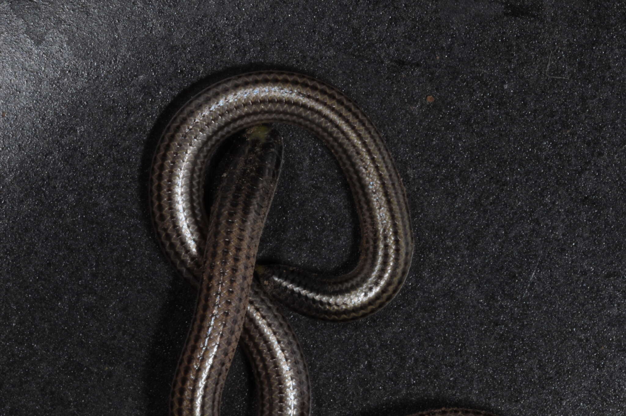 Image of Argentine Blind Snake