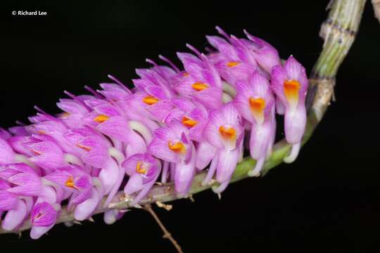 Sivun Dendrobium secundum (Blume) Lindl. ex Wall. kuva