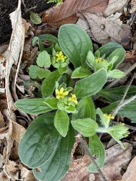 Слика од Lithospermum tuberosum Rugel ex A. DC.