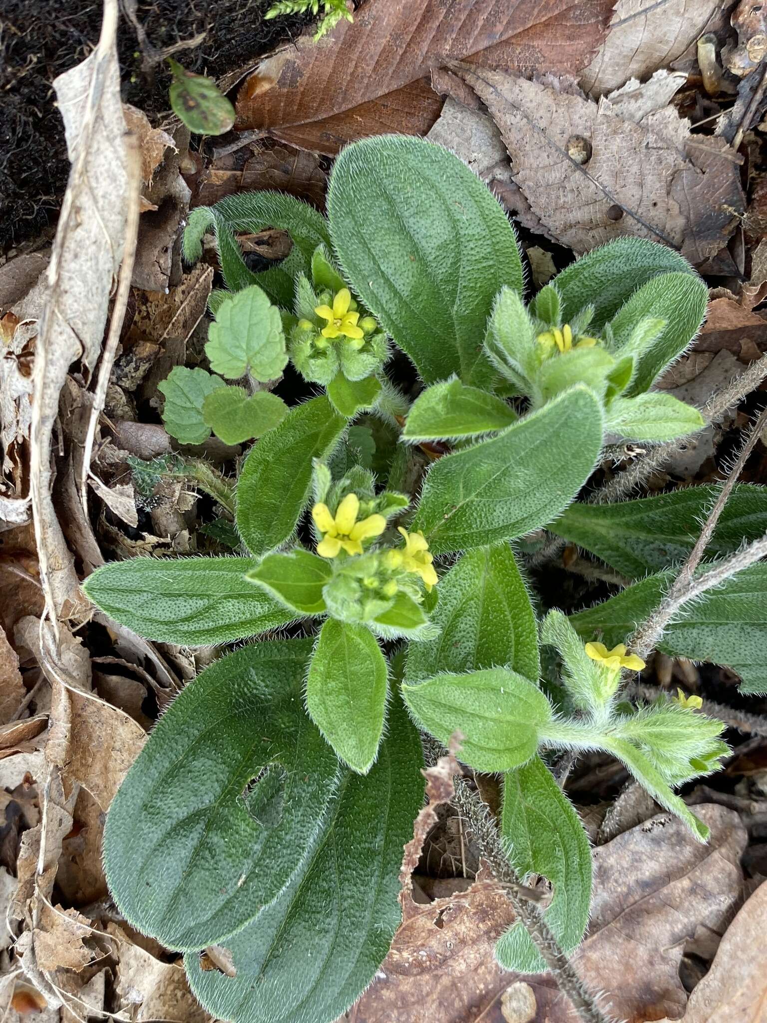 Слика од Lithospermum tuberosum Rugel ex A. DC.