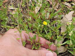 Mecardonia procumbens (Mill.) Small resmi