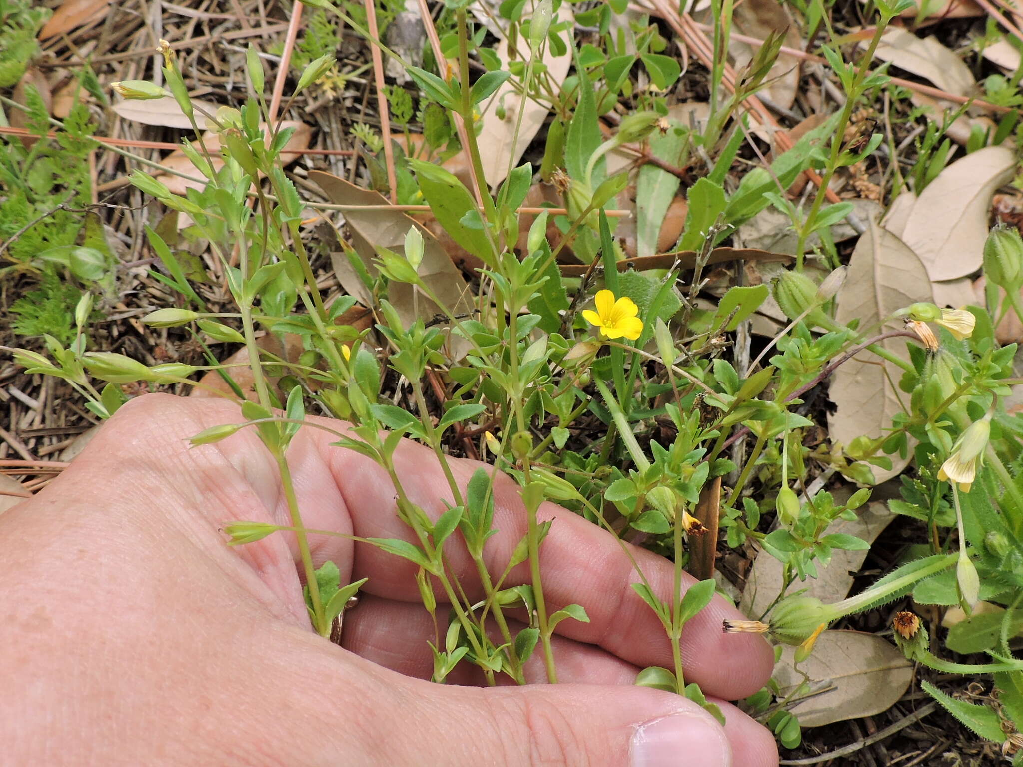 Mecardonia procumbens (Mill.) Small resmi