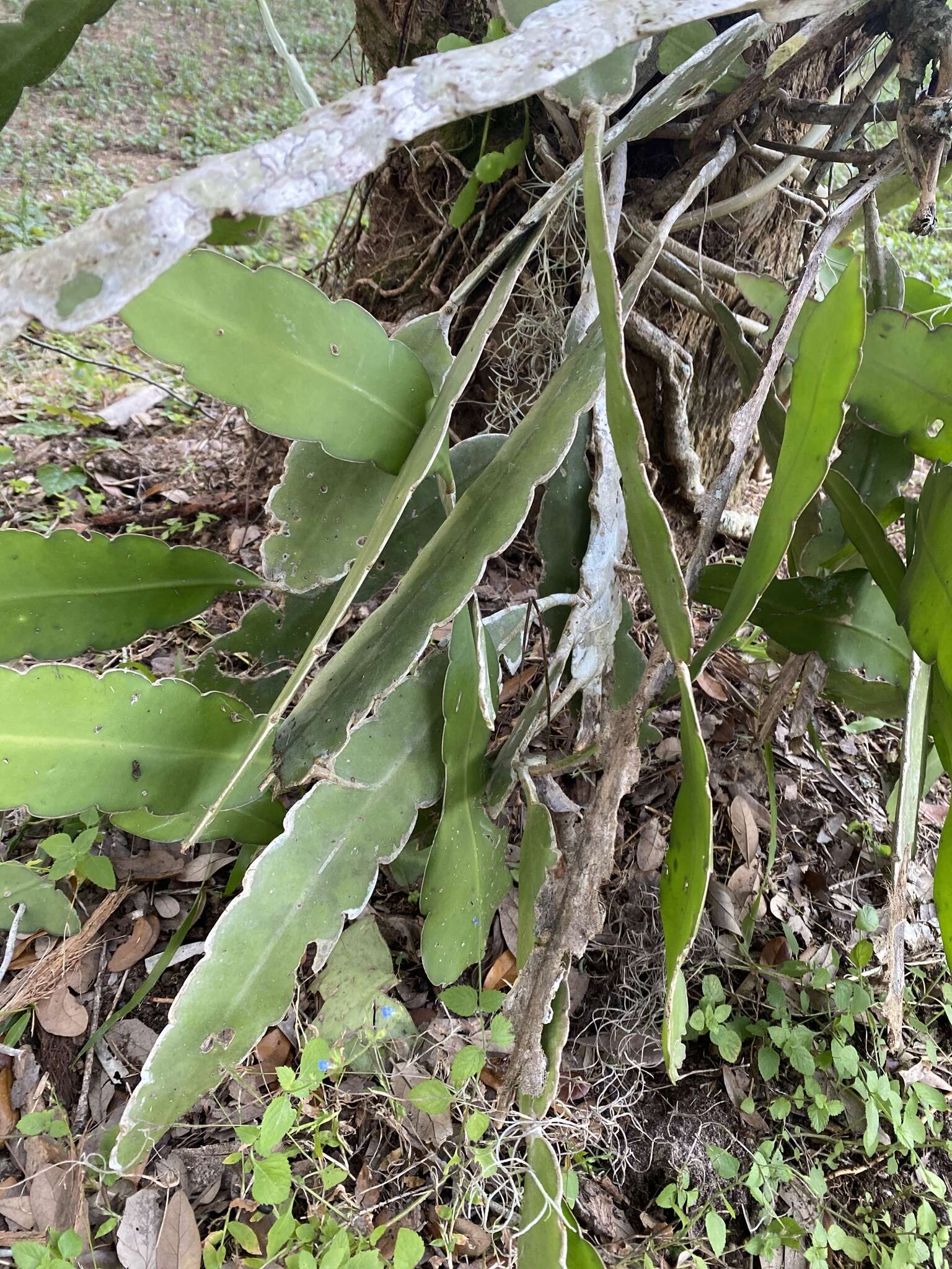 Image of Nightblooming Cactus