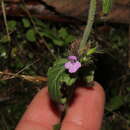 Plancia ëd Clinopodium vulgare subsp. vulgare