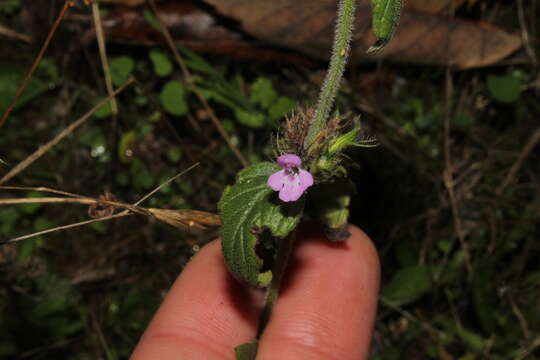 Image of Clinopodium vulgare subsp. vulgare