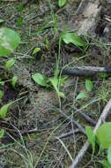 Image of adder's-tongue