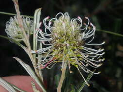 Image of Grevillea commutata F. Müll.