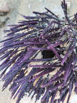 Image of Spiny Sea Urchin