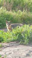 Image de Renard gris insulaire