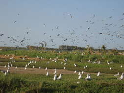 Image of Grey-headed Gull