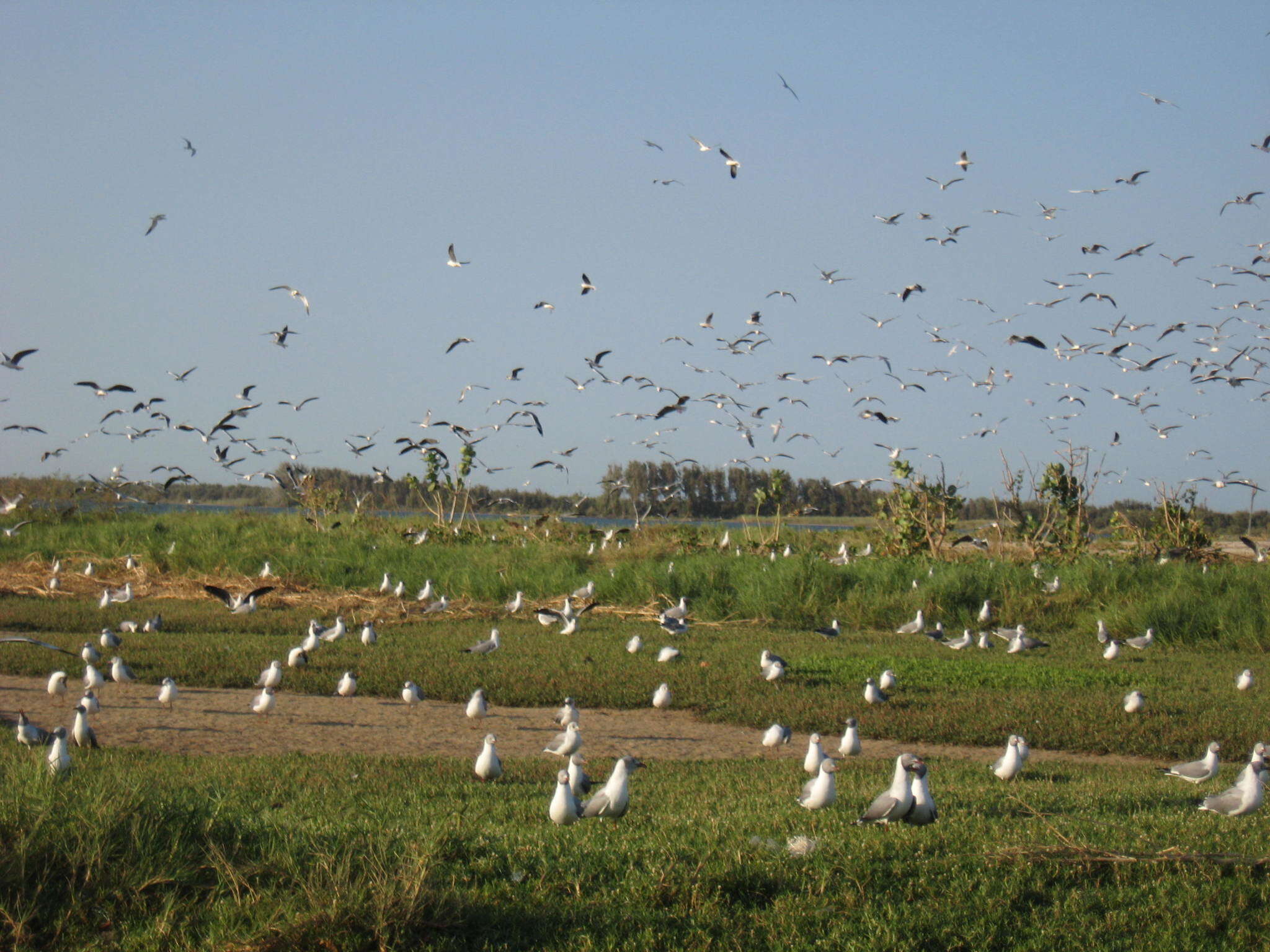 Image of Grey-headed Gull