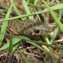 Image of Short Ground Snake