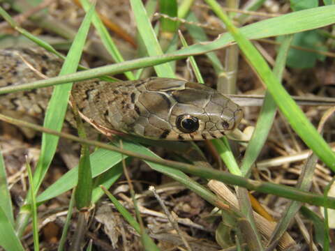 صورة Erythrolamprus breviceps (Cope 1860)