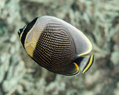 Image of Black Butterflyfish